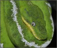 /album/fauna/corallus-caninus-06-5-jpg1/